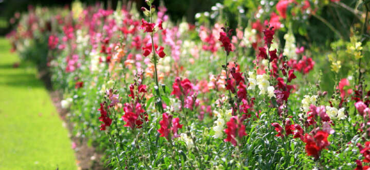 einstiegsbanner viva garden blumenerde blumenpflege blumenduenger blumen garten